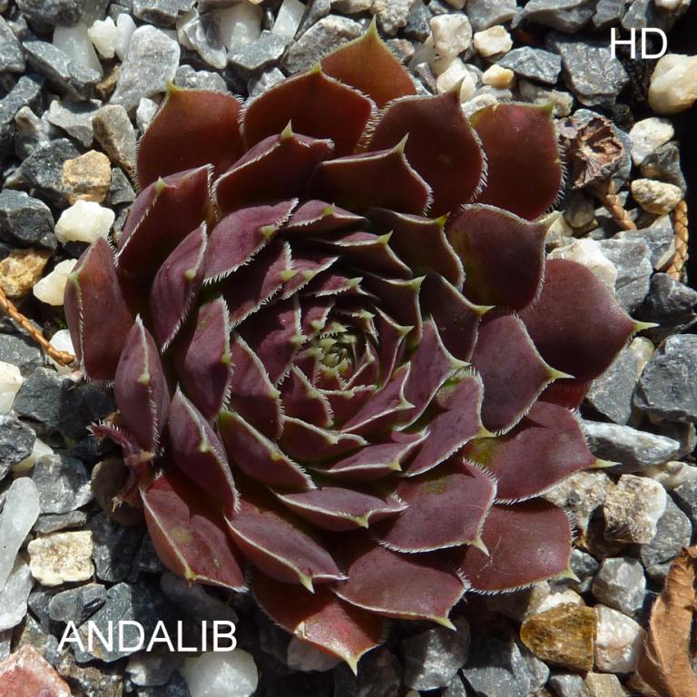 Andalib / Jovi