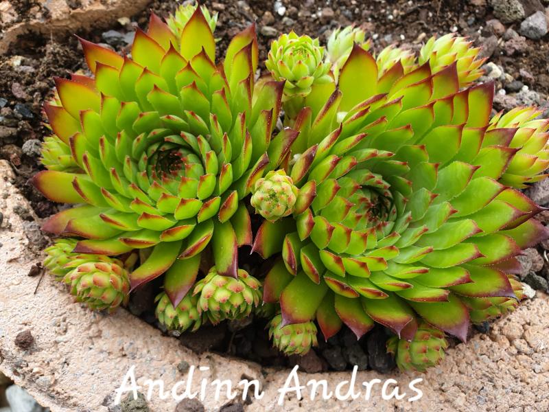 Andinn Andras