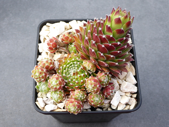 Andinn Furcas