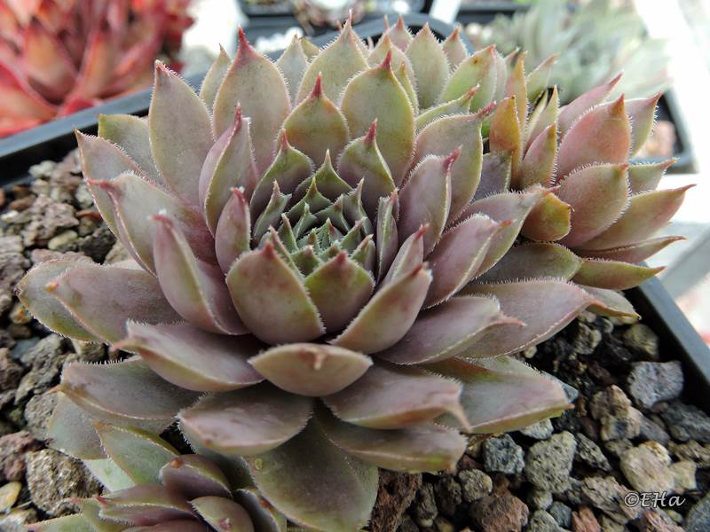 Andinn Tunrida