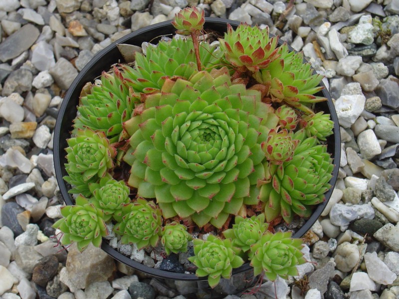 Angorite