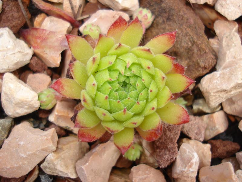 Angorite
