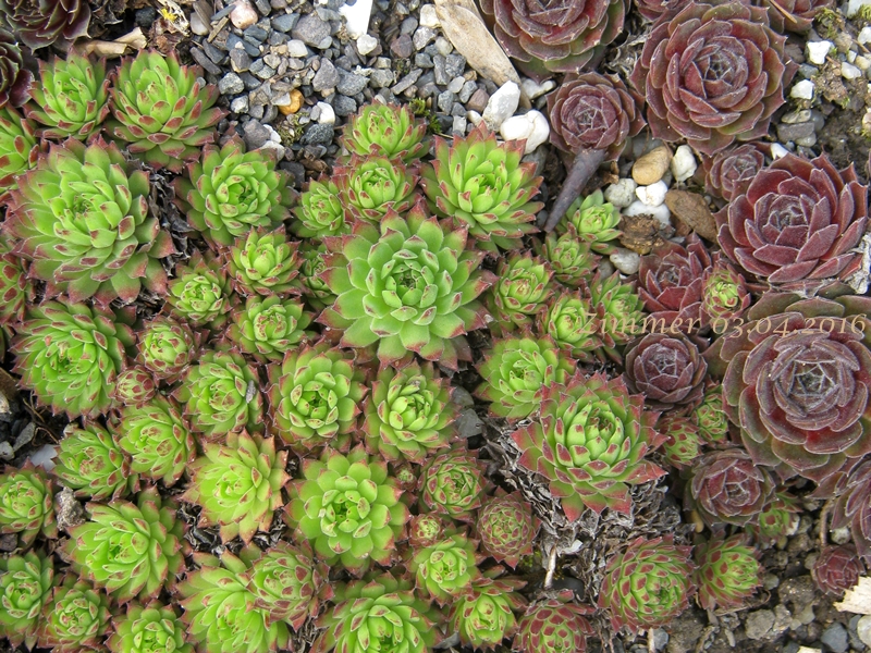 Angorite