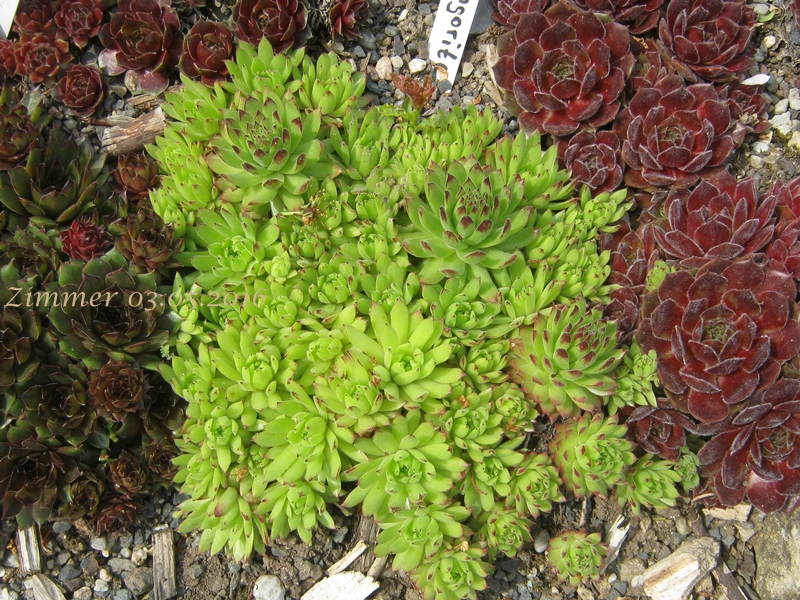 Angorite