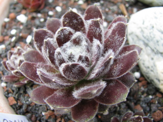 Ankogel