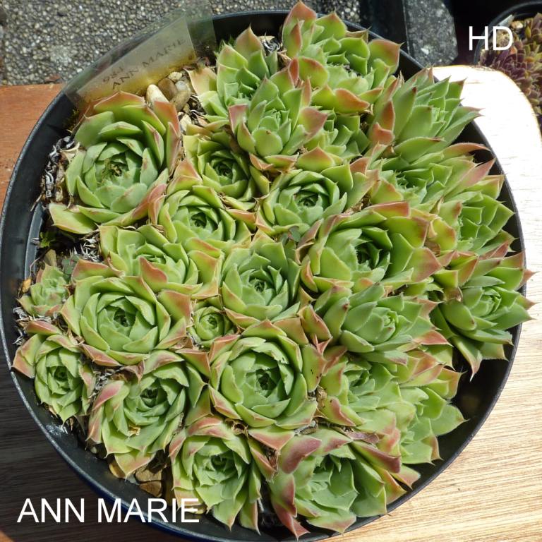 Ann Marie / Jovi