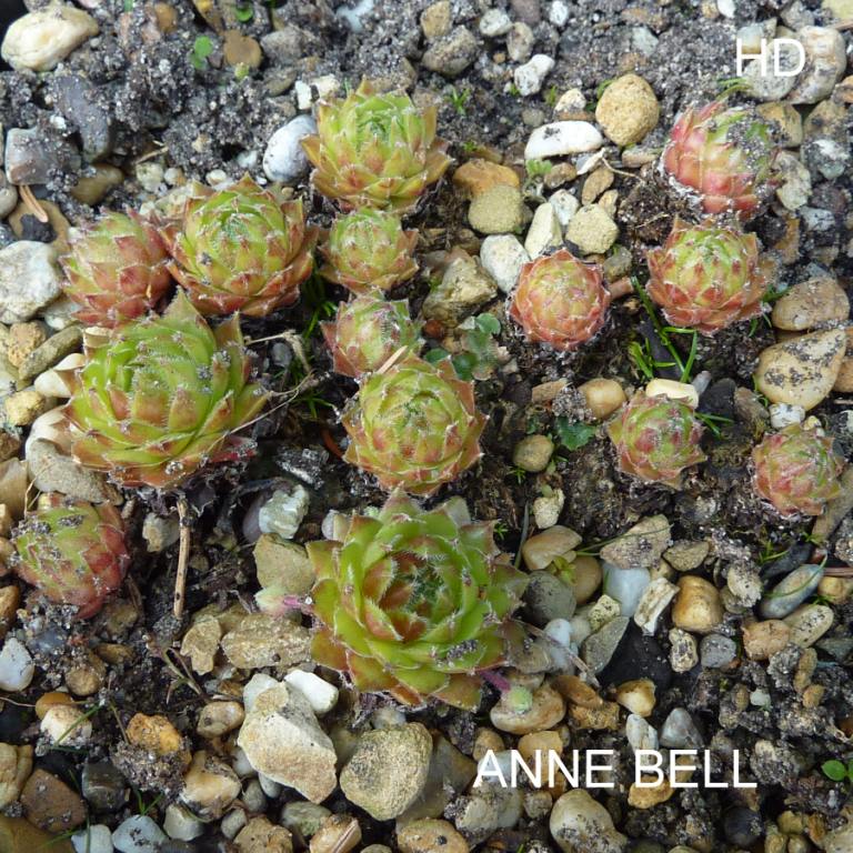 Anne Bell