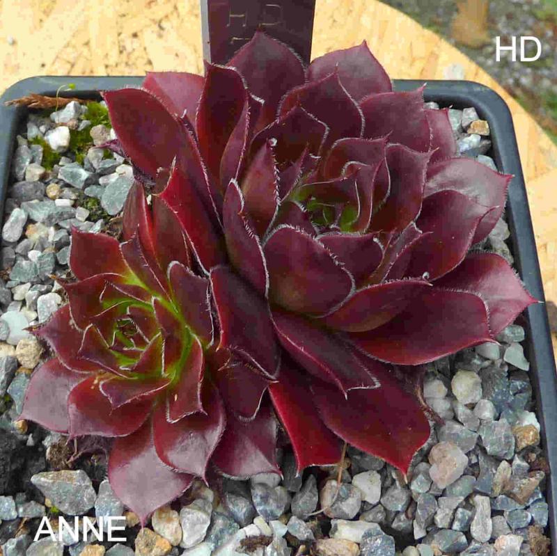 Anne / Jovi