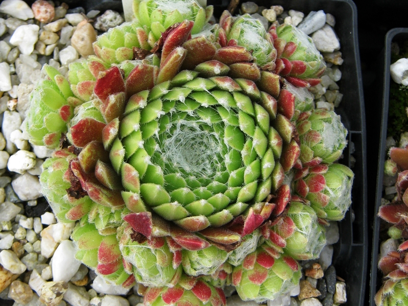 Antje