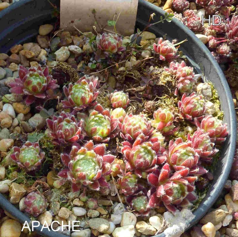 Apache
