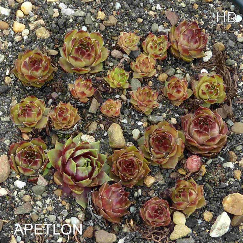 Apetlon