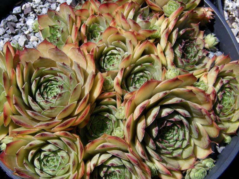 Apetlon