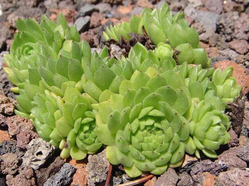 Apollo's Frog