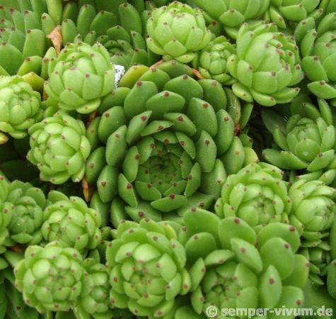 Apollo's Frog
