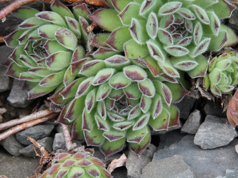 Apollonia