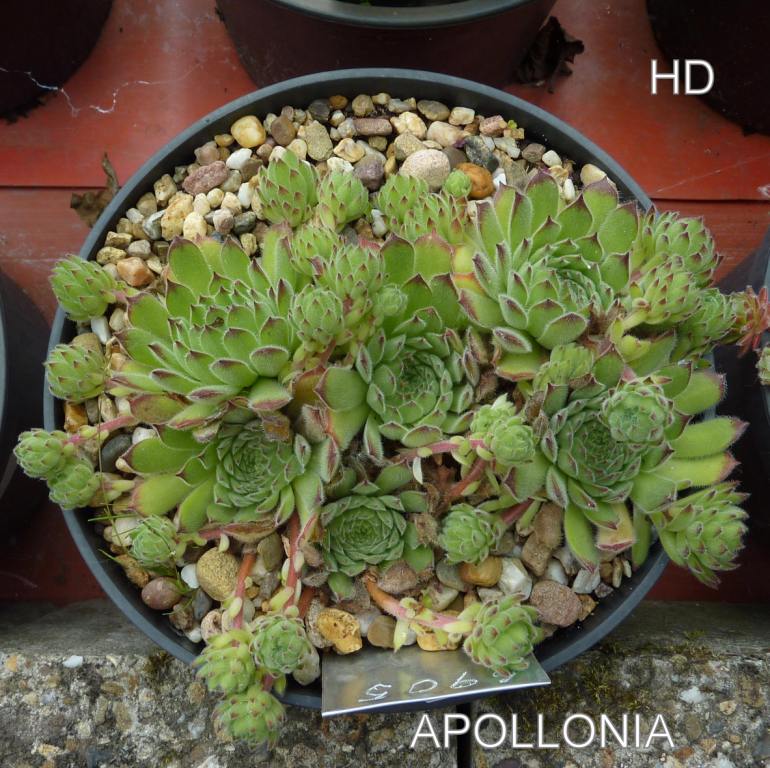 Apollonia