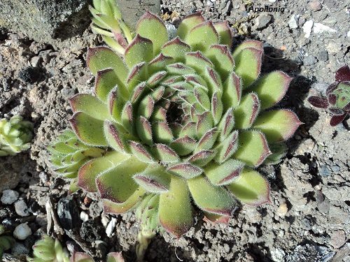 Apollonia