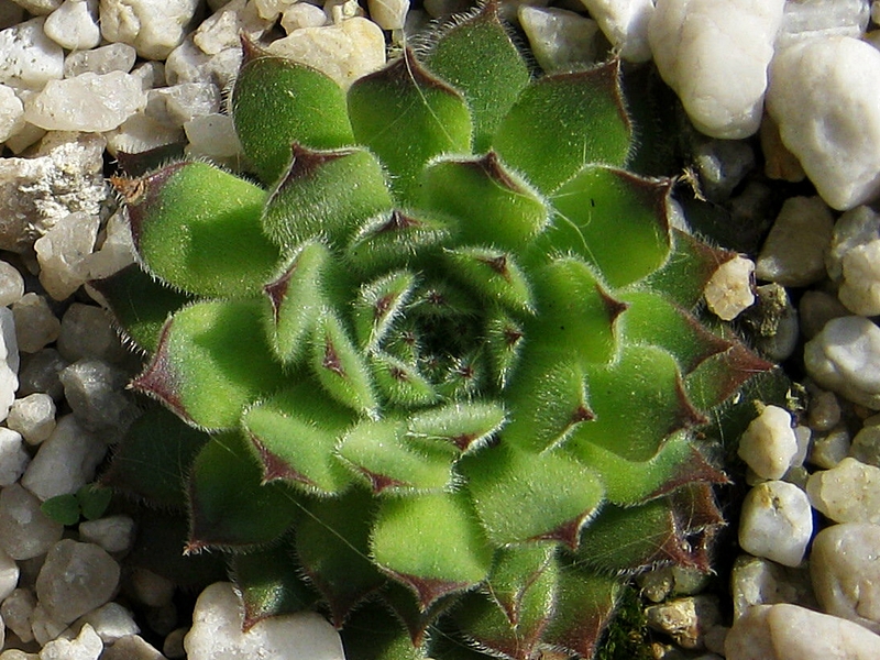 Apollonia