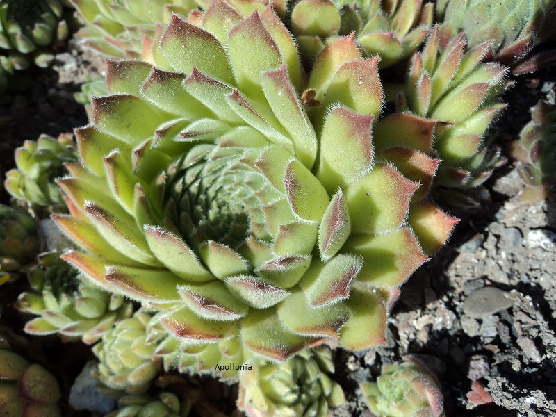 Apollonia