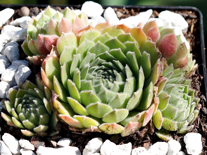 Apple Blossom