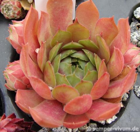 Apricot Beauty