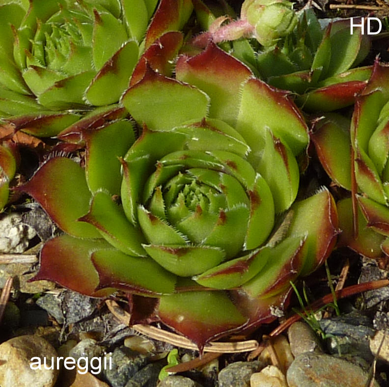 tectorum var. tectorum (aureggii)