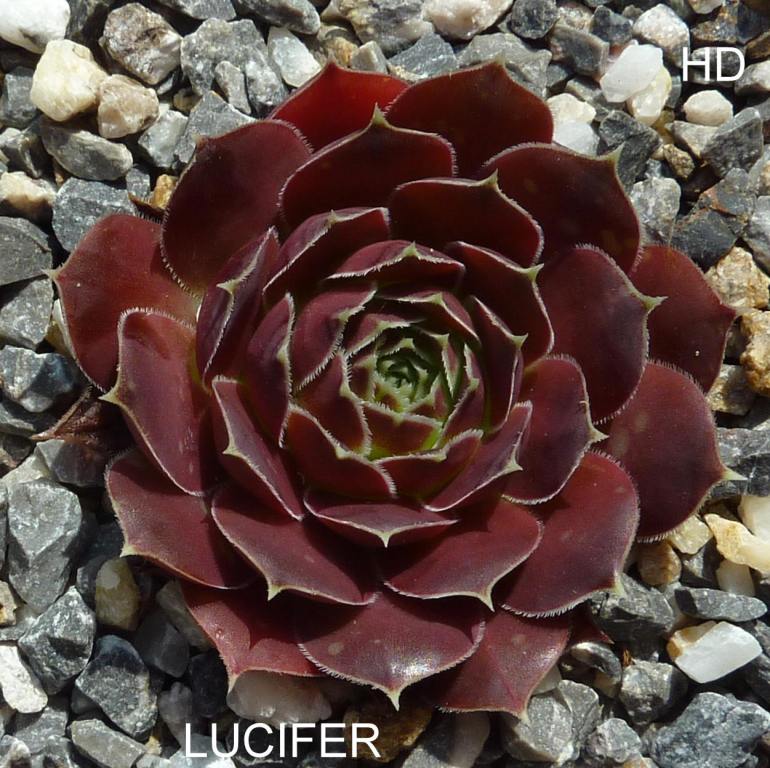 Lucifer / Jovi
