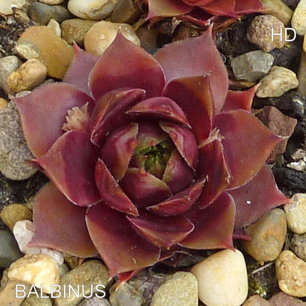 Balbinus