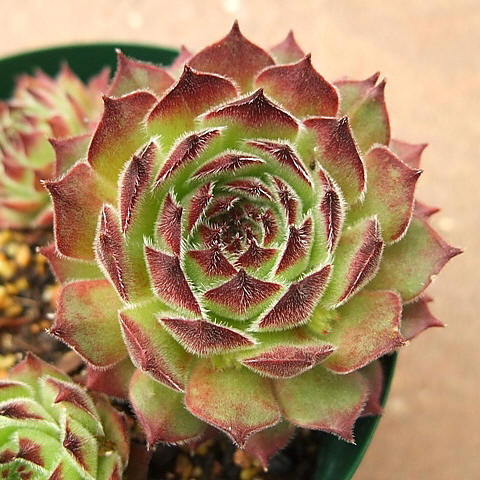 montanum ssp. burnatii