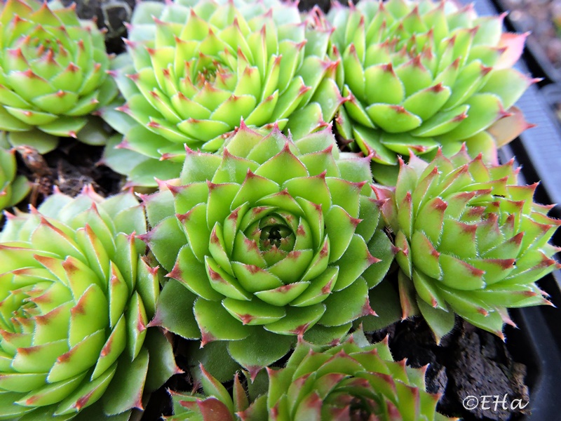 tectorum var. tectorum (boissieri)