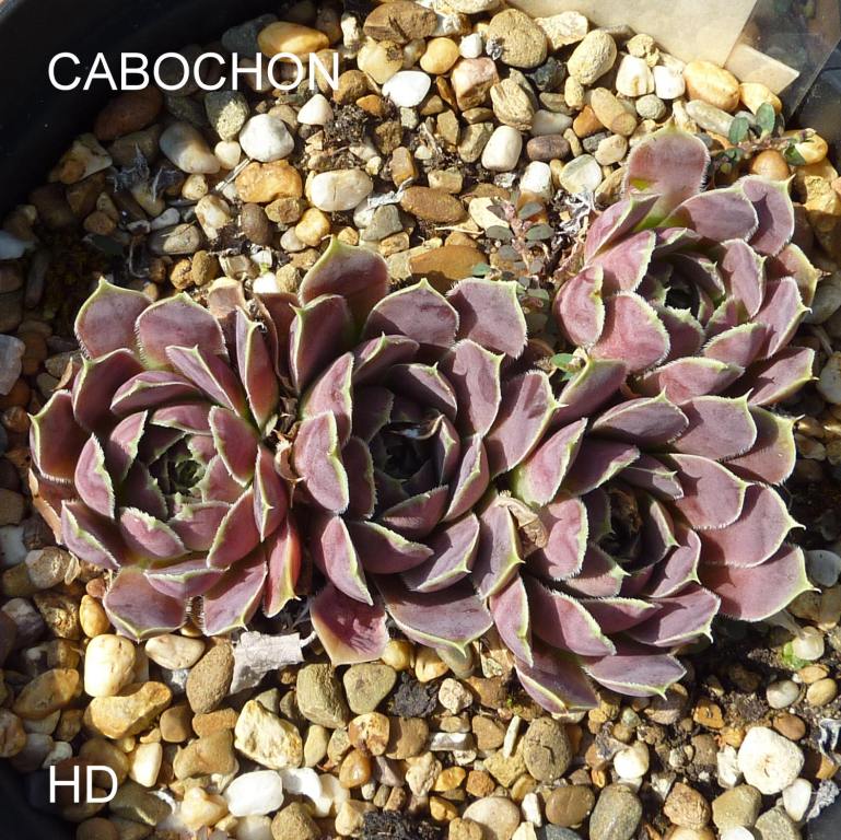 Cabochon / Jovi