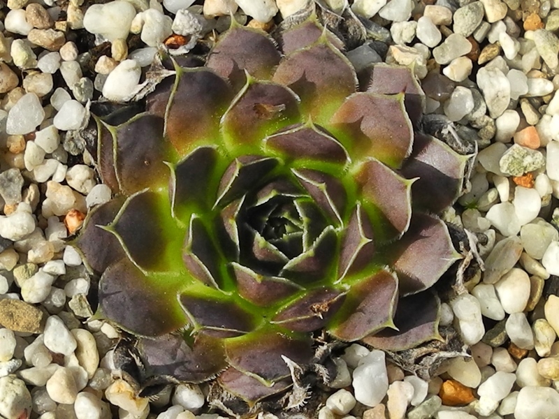 Cabochon / Jovi