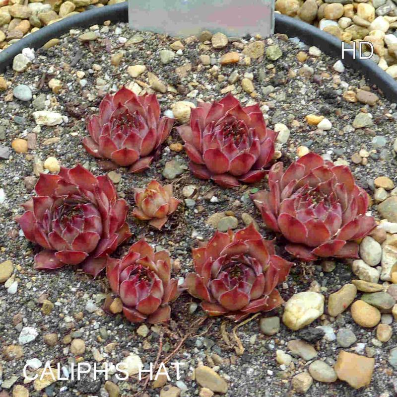 Caliph's Hat
