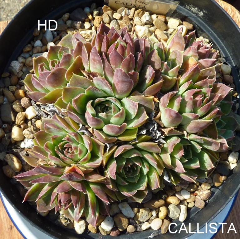 Callista / Jovi