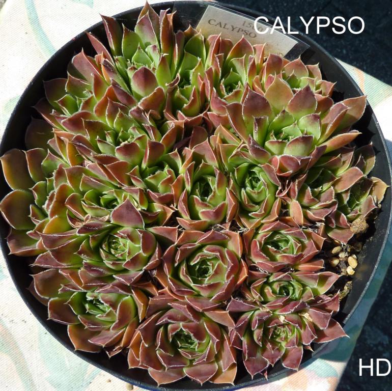 Calypso / Jovi
