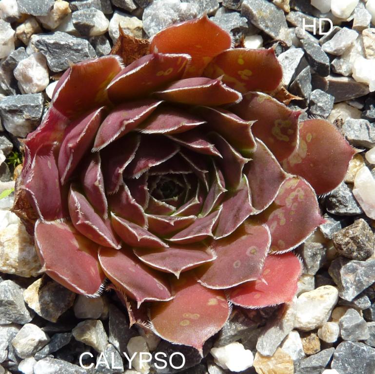 Calypso / Jovi