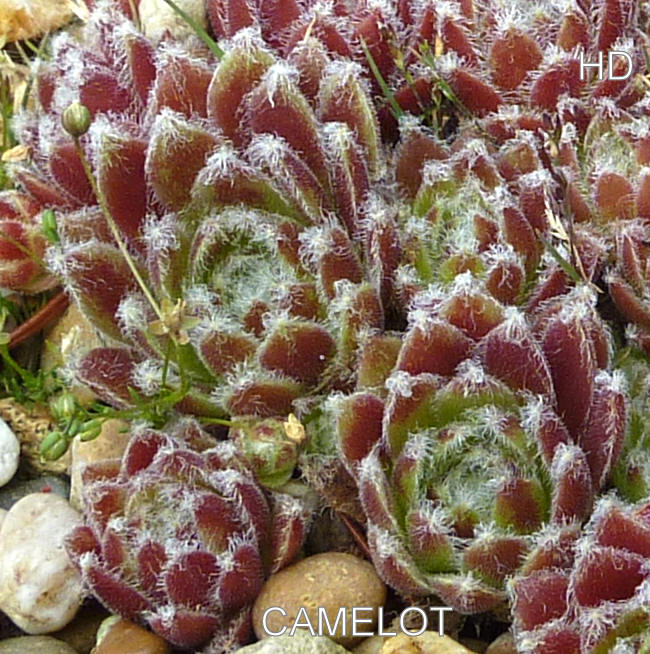 Camelot
