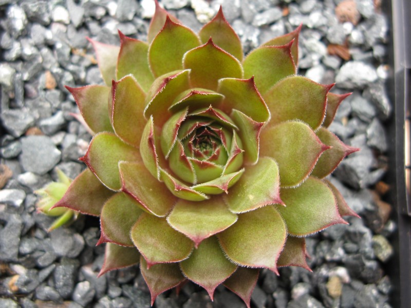 Caramel Cluster