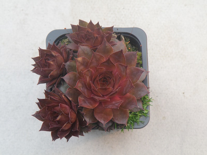 Caramel Cluster