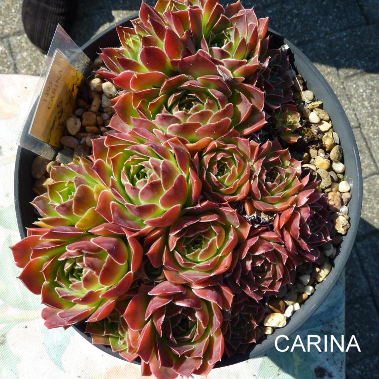 Carina / Jovi