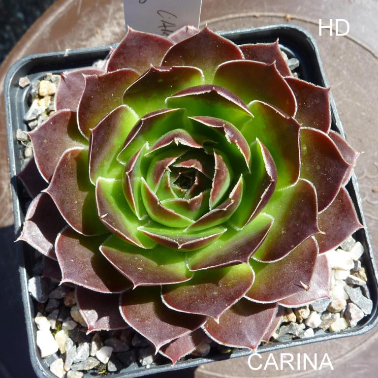 Carina / Jovi