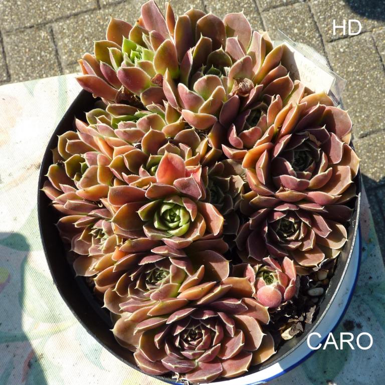 Caro / Jovi