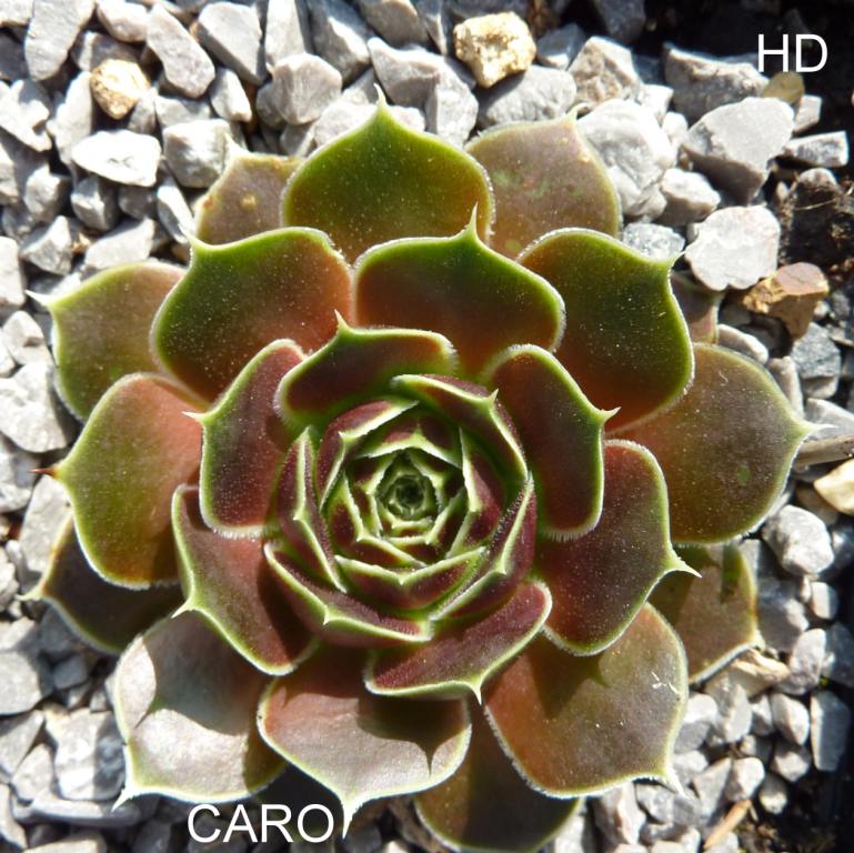 Caro / Jovi