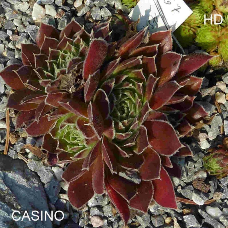 Casino / Jovi