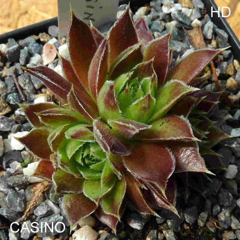 Casino / Jovi