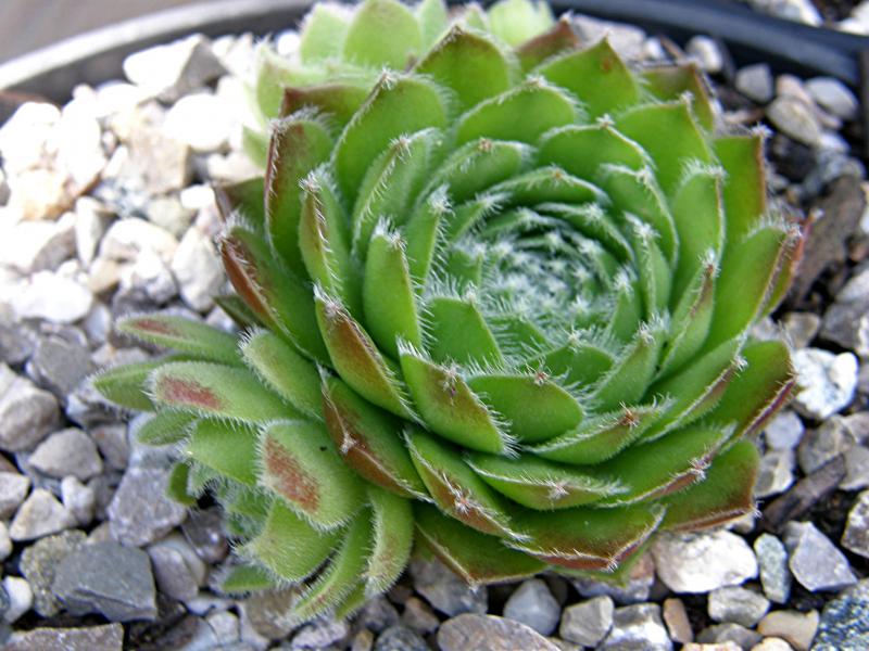 Cassiopeia