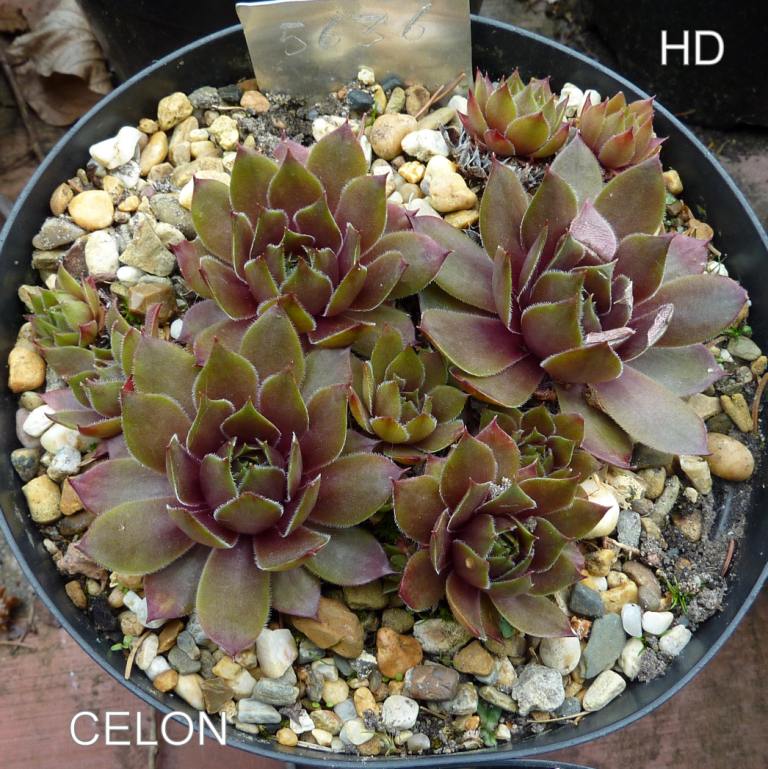Celon