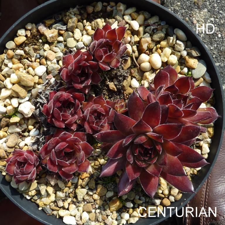 Centurian