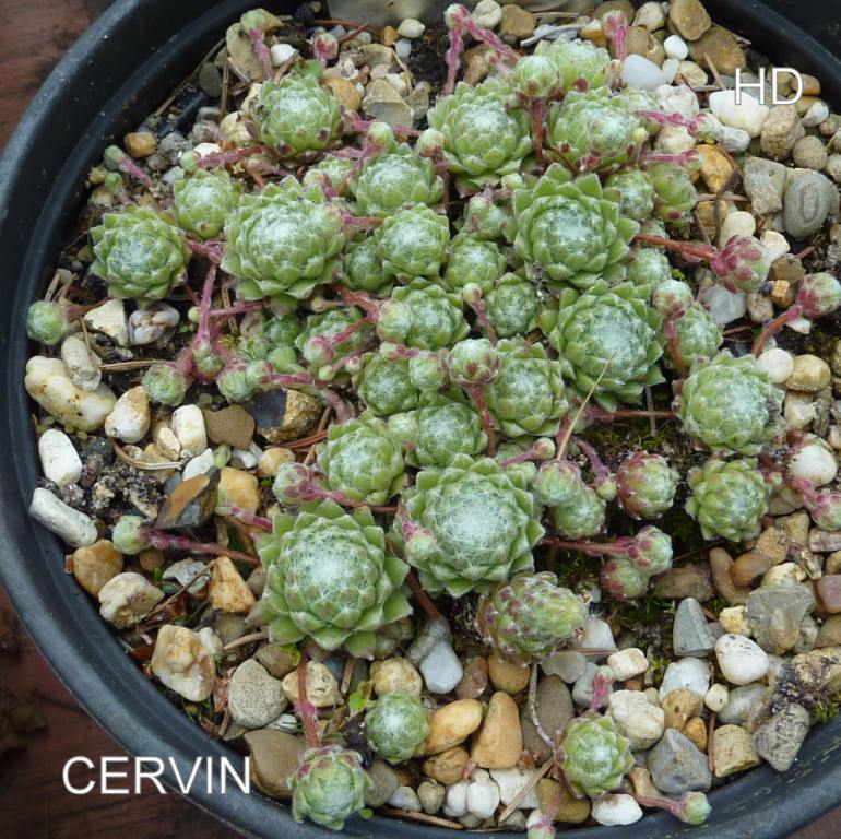 Cervin