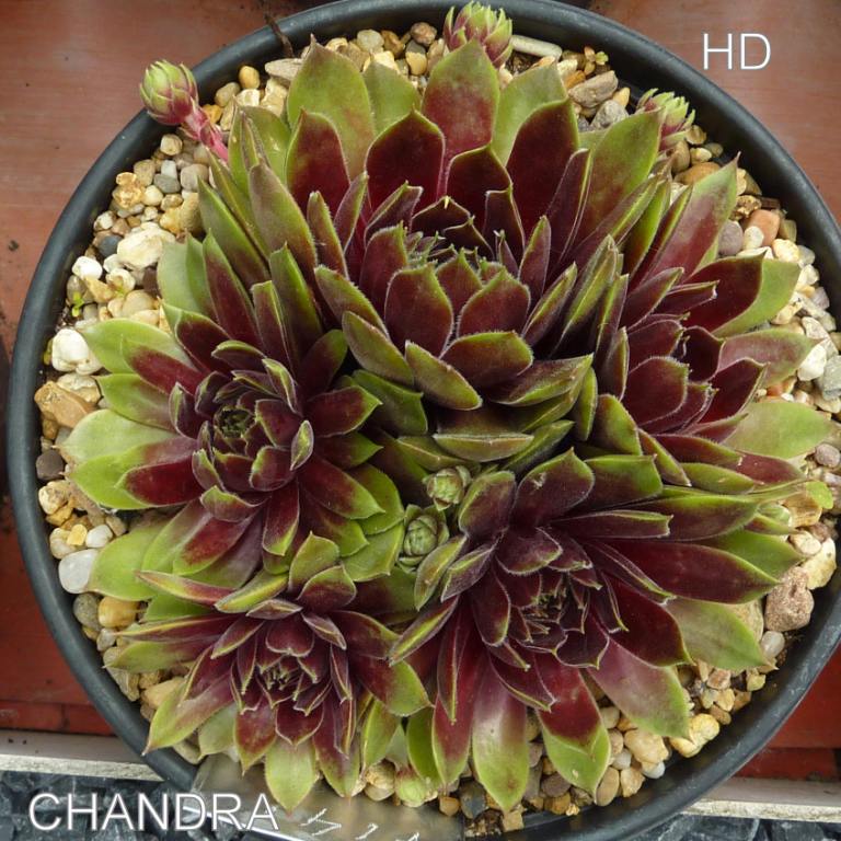 Chandra